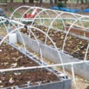 Raised Beds With a
PVC Greenhouse Frame