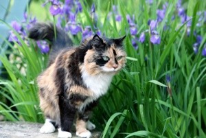 Cat in garden.