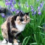 Cat in garden.