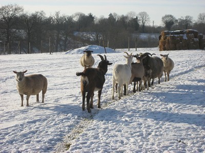 sheep and goats in the snow