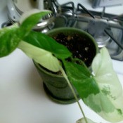 Green and white leafed plant.