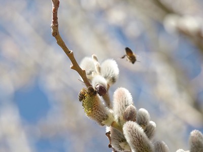 pussy willow with a bee