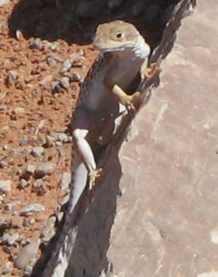 Lizard on rock.