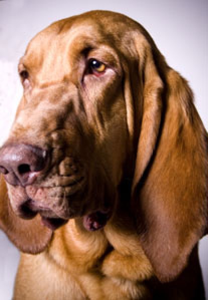 bloodhound portrait