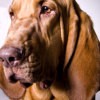 bloodhound portrait