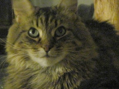 Bobby (Brown Tabby)