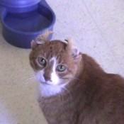 Cat sitting near water bowl with his ears turned inside out..