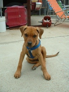 Brown puppy with blue harness.