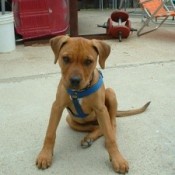 Brown puppy with blue harness.