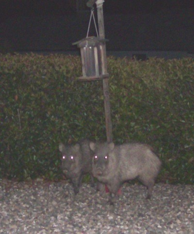 2 Javalinas in the dark