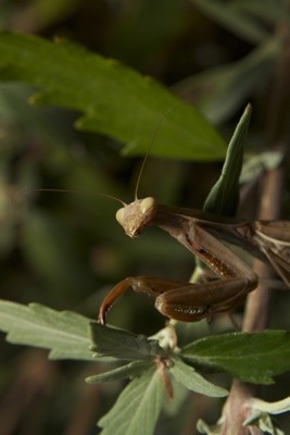 Praying Mantis (Leavenworth, WA)
