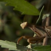 Praying Mantis (Leavenworth, WA)