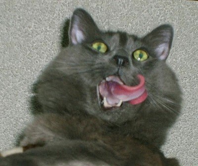 Dark gray cat with tongue out.