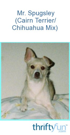 Mr. Spugsley (Cairn Terrier/Chihuahua Mix) | ThriftyFun