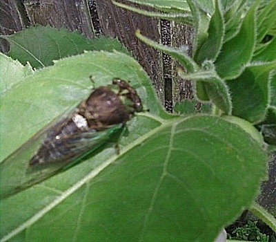 Cicadas (Ohio)