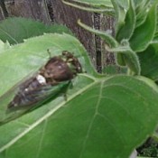 Cicadas (Ohio)
