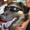 Black and tan dog in sun glasses.
