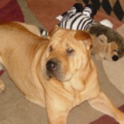 Mattie (Shar Pei)