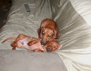 Two Dachshunds on couch.