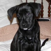 Black lab puppy