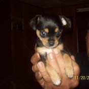 Registering a Shih-tzu/Min-Pin Cross