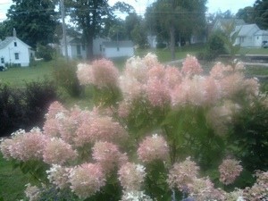 light hydrangea flowers