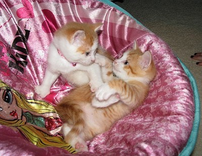 kittens in a basket