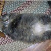 Grey cat showing her belly.