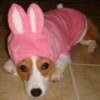 corgi in pink bunny suit
