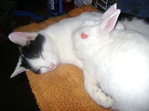 Black and white cat cuddling with a white rabbit.