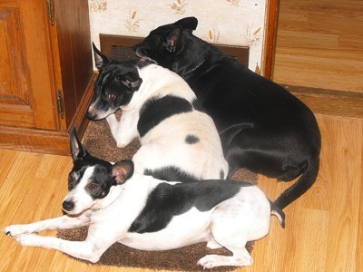 Banjo, Brittany and Oreo (Dogs)
