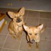 Two short tan dogs with large ears