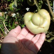 W.C. Fields Tomato