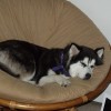 Husky looking dog in papasan chair.