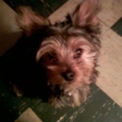 Biskit (Yorkshire Terrier)