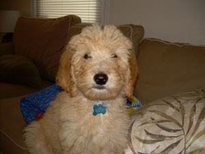 labradoodle aggressive biting