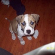 Light brown and white puppy looking at camera.