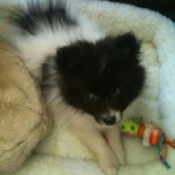 Coco black and white Pomeranian on dog bed