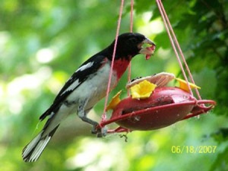 bird at feeder