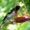 bird at feeder