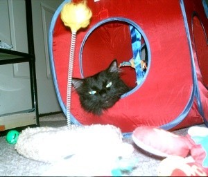 Black cat in fabric cube.
