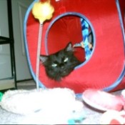 Black cat in fabric cube.