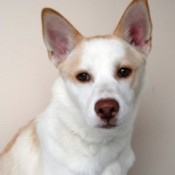 White dog with tan ears and ridge on back.