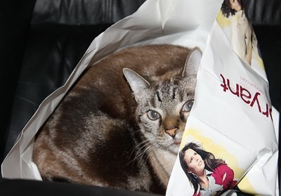 Cat in a bag.