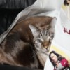 Cat in a bag.