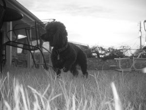 black and white photo of Chucha