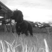 black and white photo of Chucha