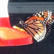 Butterfly and honeybee on feeder