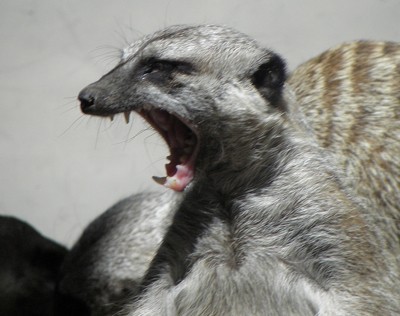 Meerkat At The Zoo