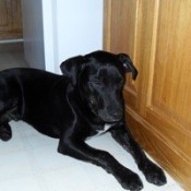 Black dog lying next to cupboards.